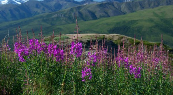 It’s Impossible Not To Love This Breathtaking Wild Flower Trail In Alaska