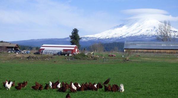 These 7 Peaceful Washington Farms Would Love To Host You Overnight