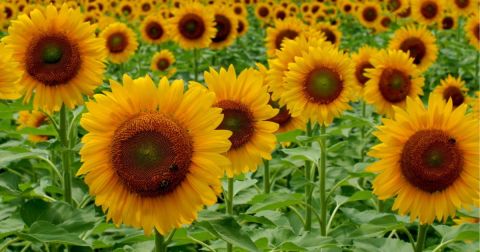 Most People Don't Know About This Magical Sunflower Field Hiding In South Carolina