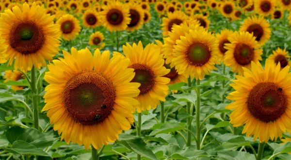 Most People Don’t Know About This Magical Sunflower Field Hiding In South Carolina