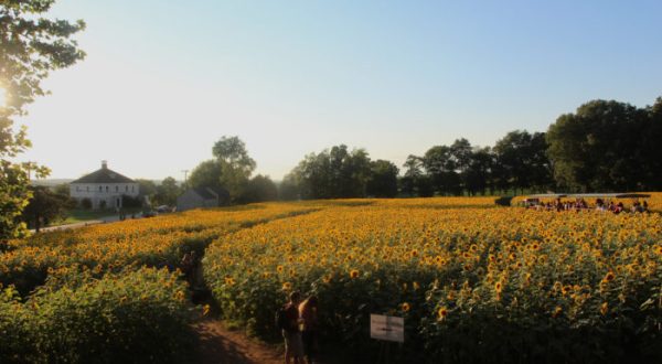 Most People Don’t Know About This Magical Sunflower Field Hiding In Connecticut
