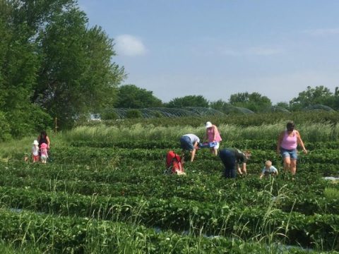 The 8 Best Places In Missouri To Pick Your Own Summer Fruit