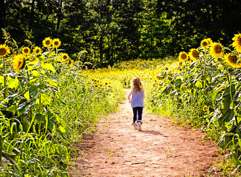 There's A Magical Sunflower Field Tucked Away In Beautiful New Hampshire