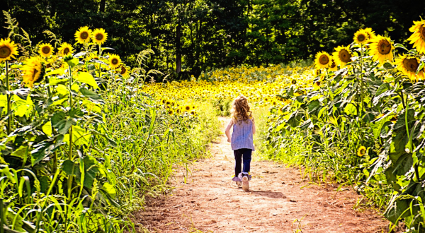 There’s A Magical Sunflower Field Tucked Away In Beautiful New Hampshire