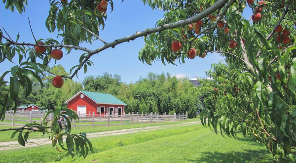 You Can Pick Your Own Delicious Peaches At This Scenic Farm In Virginia