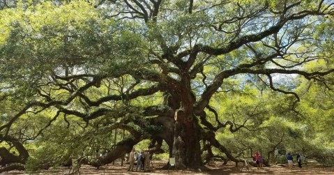The Incredible Natural Wonder In South Carolina You Need To See At Least Once