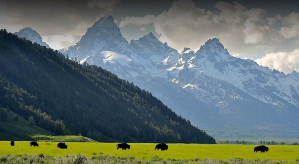 This Epic Wyoming Wild West Safari Belongs On Your Bucket List