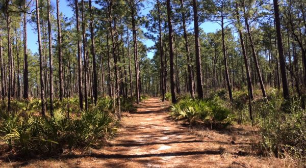 This Just Might Be The Most Underrated Hike In All Of Mississippi