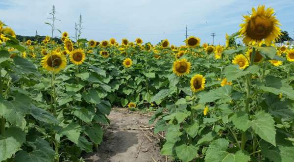 Most People Don’t Know About This Magical Sunflower Field Hiding In Indiana