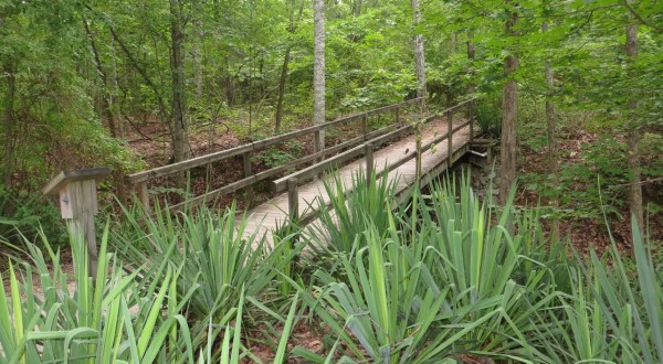 A Hike Along This Serene Trail Hiding In Alabama Is The Perfect Way To Spend A Summer Day