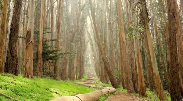 The San Francisco Park That Will Make You Feel Like You Walked Into A Fairy Tale