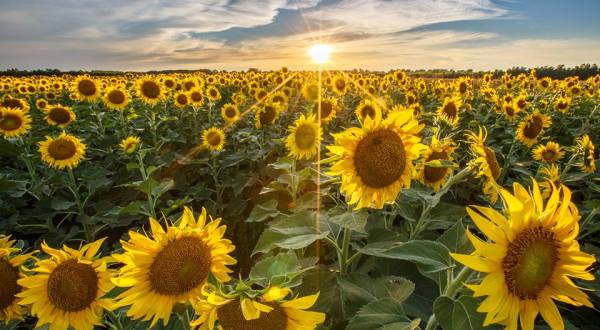 Most People Don’t Know About This Magical Sunflower Field Hiding In Missouri