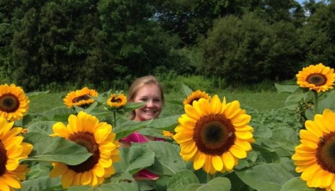 Most People Don't Know About This Magical Sunflower Field Hiding In Rhode Island
