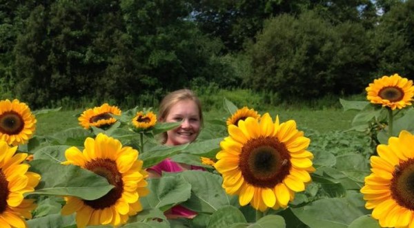 Most People Don’t Know About This Magical Sunflower Field Hiding In Rhode Island