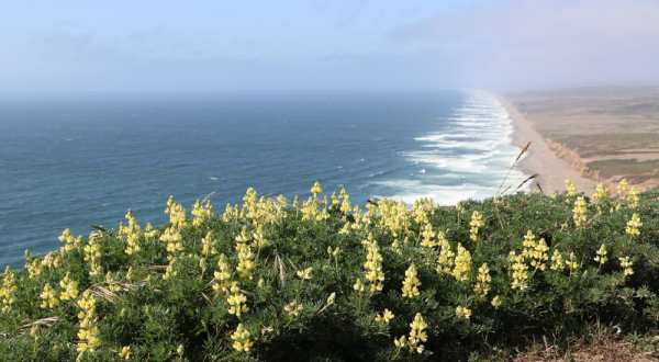 It’s Impossible Not To Love This Breathtaking Wild Flower Trail Near San Francisco