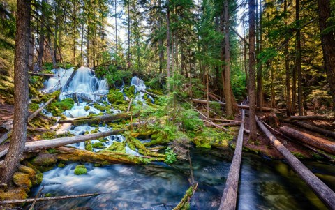 This Secluded Spring-Fed Waterfall Hiding In The Oregon Forest Will Make You Believe In Magic
