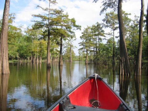 The Unique Arkansas State Park Where You Can Explore The Forest From The Water