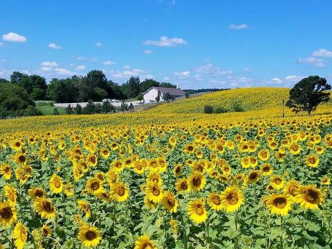 A Trip To Wisconsin's Neverending Sunflower Field Will Make Your Summer Complete