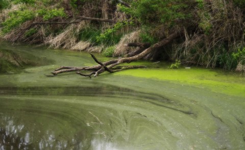 You May Not Want To Swim In These ​North Carolina Waters ​This Summer Due To A Dangerous Discovery