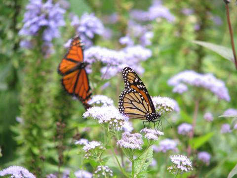 You’ll Want To Plan A Day Trip To Delaware's Magical Butterfly House