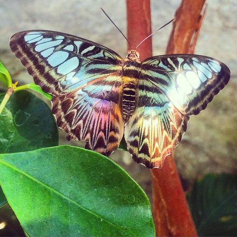 You’ll Want To Plan A Day Trip To Missouri’s Magical Butterfly House