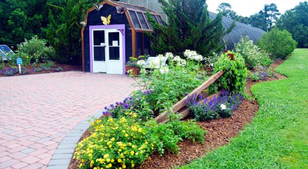 You’ll Want To Plan A Summer Day Trip To Virginia’s Magical Butterfly House