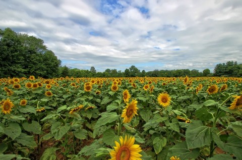 Maryland's Sunflower Field Has Burst Into Bloom And It's Truly Magical