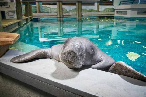 The World's Oldest Manatee Is Dead After A Tragic Accident At The South Florida Museum
