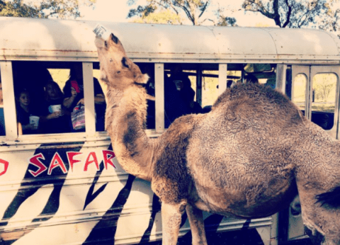 There's A Wild Safari Hiding In Louisiana's Backyard And You Need To See It