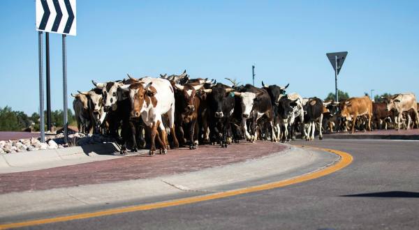 Only In Wyoming Could Your Morning Commute Be Delayed By An Epic Cattle Drive
