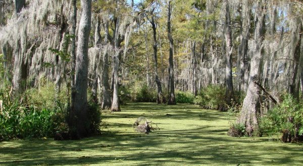 The 8 Most Incredible Natural Attractions Near New Orleans That Everyone Should Visit