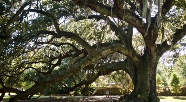 This Just Might Be the Most Breathtaking Spot in all of New Orleans