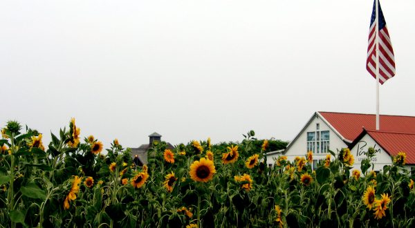 Most People Don’t Know About This Magical Sunflower Field Hiding In New York