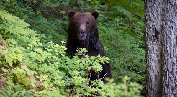 The Story Behind This 11-Year-Old’s Bear Encounter In Alaska Is Downright Terrifying