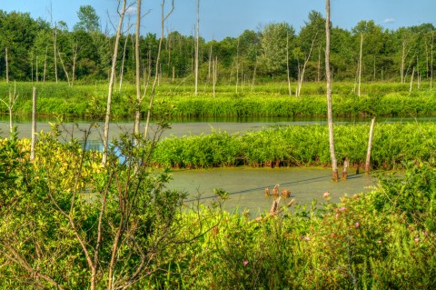 If You Live Near Cleveland, You Must Visit This State Nature Preserve