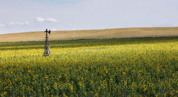 Most People Don’t Know About This Magical Sunflower Field Hiding In Wyoming