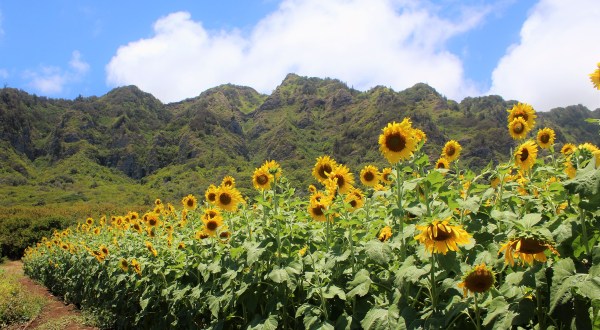 Most People Don’t Know About This Magical Sunflower Field Hiding In Hawaii
