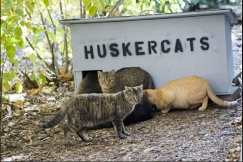 Feral Cats Have A Home On The UNL Campus In Lincoln, Nebraska