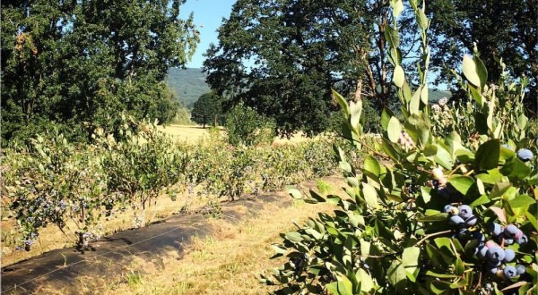 A Trip To This Pick Your Own Blueberry Farm In Portland Will Make Your Summer Complete