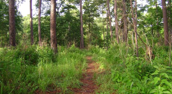 7 Forest Trails In Louisiana That Are Perfect For An Adventurous Summer Day