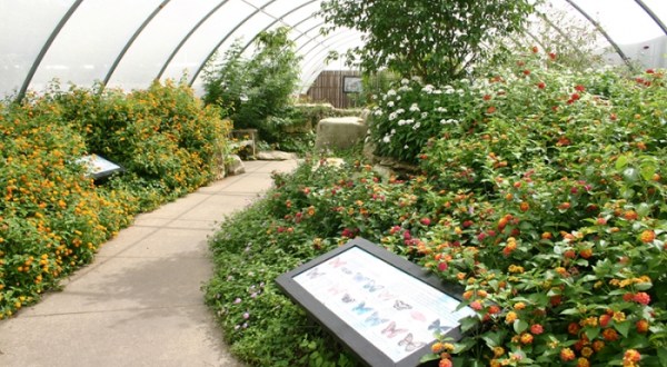 You’ll Want To Plan A Day Trip To Kansas’s Magical Butterfly House