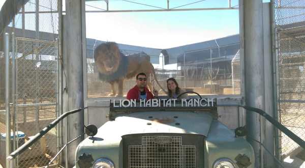 Not Many People Know About This Incredible Lion Sanctuary Right Here In Nevada