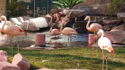 Visit This Nevada Flamingo Habitat For An Unforgettable Day Trip