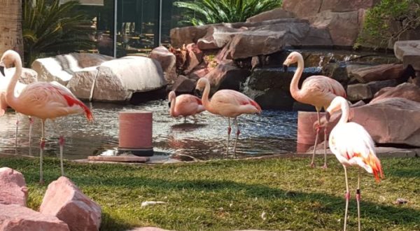 Visit This Nevada Flamingo Habitat For An Unforgettable Day Trip