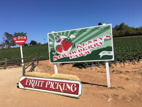 The Charming Strawberry Farm In Southern California That's Picture Perfect For A Summer Day