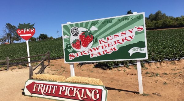 The Charming Strawberry Farm In Southern California That’s Picture Perfect For A Summer Day
