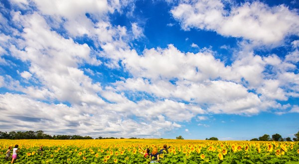 Most People Don’t Know About This Magical Sunflower Field Hiding In Kansas