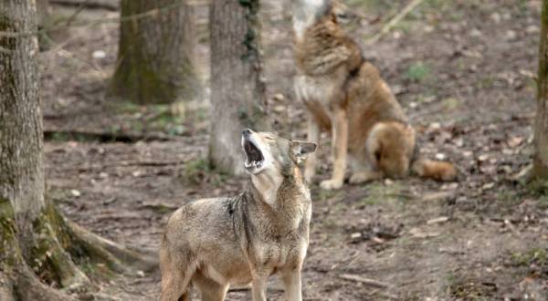 Most People Have No Idea This Wolf Sanctuary Is Hiding In Missouri