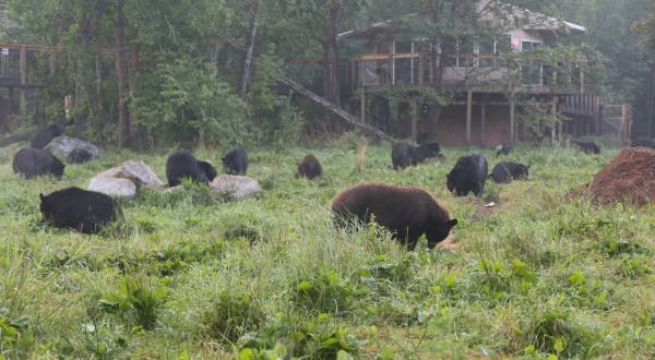 Minnesota Is Home To The World’s Largest Black Bear Sanctuary, And You Can Visit It