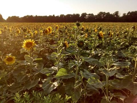 Most People Don't Know About This Magical Sunflower Field Hiding In Buffalo